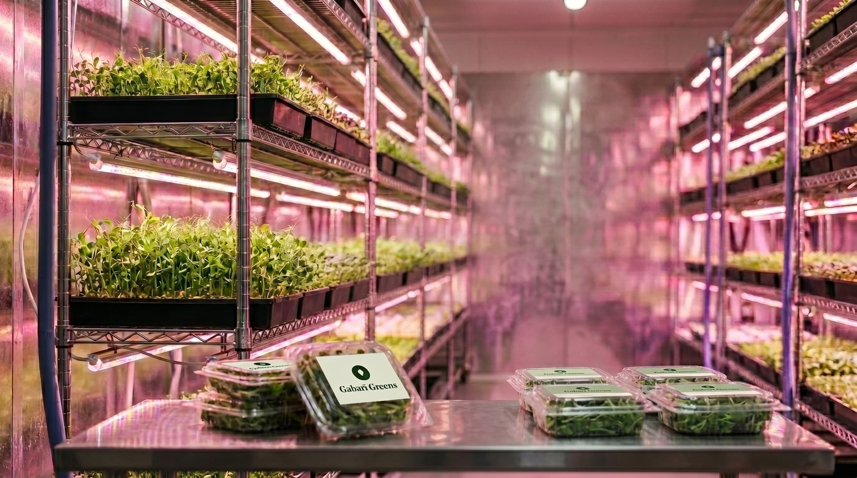Inside the Gabari Greens vertical farm — rows of microgreens glowing under pink LED grow lights